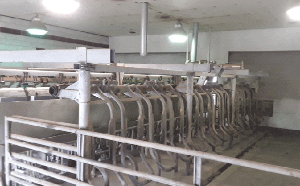 1727 6 - Dairy Train Classifieds
