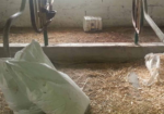 Used Comfort Stalls Package of 32 (cut off at the floor)