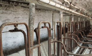 497 A Stanchions - Dairy Train Classifieds