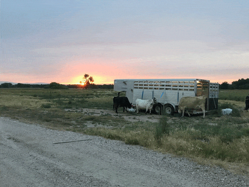 5F9924D3 7Ac3 402B 965E B16 - Dairy Train Classifieds