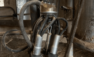Claws One Unit Entire - Dairy Train Classifieds