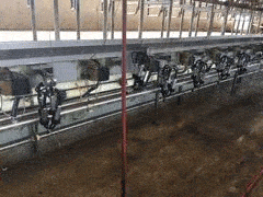 Cipuntitled - Dairy Train Classifieds