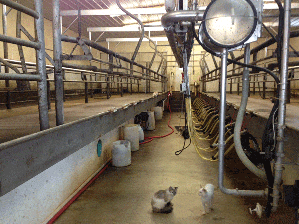 Double 16 Waikato 2 - Dairy Train Classifieds
