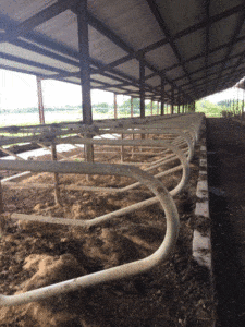 Free Free - Dairy Train Classifieds